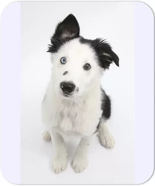 Black and white Border Collie puppy, sitting and looking up