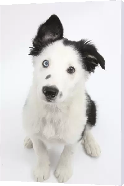 Black and white Border Collie puppy, sitting and looking up