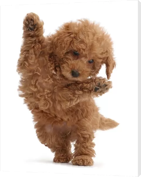 Red Toy labradoodle puppy jumping up