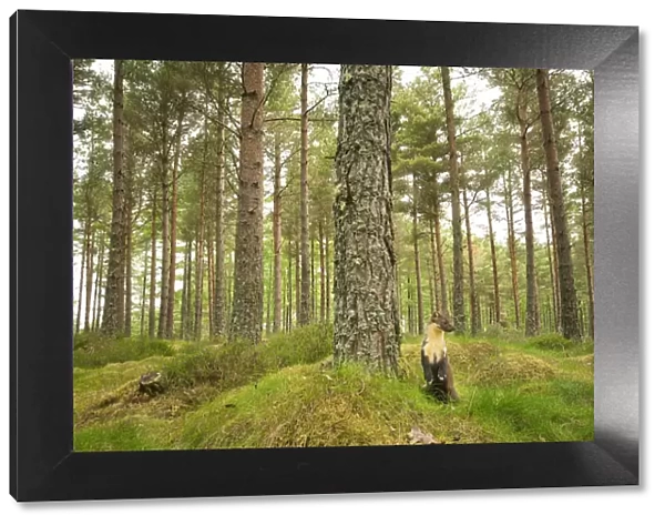 Pine marten (Martes martes) adult female in caledonian forest, The Black Isle, Highlands