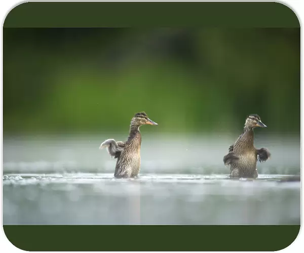 Two Mallard (Anas platyrhynchos) ducklings standing up to shake their wings after bathing