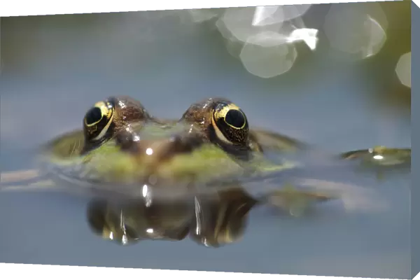 Marsh frog (Pelophylax  /  Rana ridibundus) head above water, Lake Macro Prespa, Stenje region