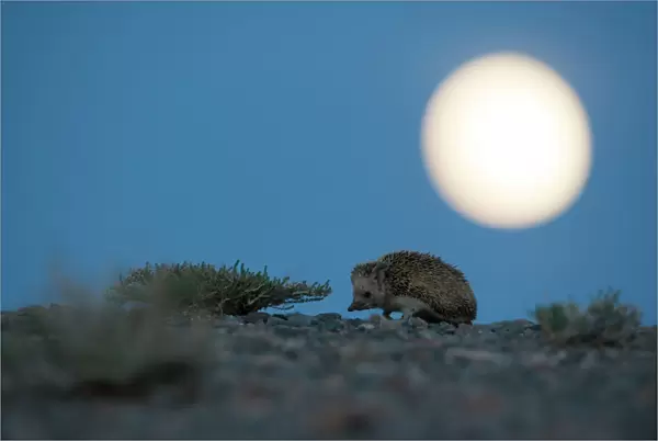 Long-eared hedgehog (Hemiechinus auritus) at night with the moon, Gobi Desert, Mongolia