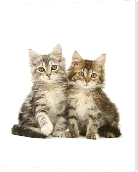 Tabby Maine Coon kittens, against white background