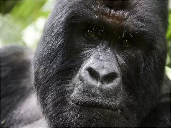 Mountain gorilla (Gorilla beringei beringei) silverback male, portrait, member of the Humba group