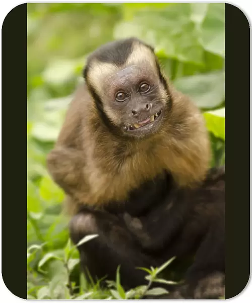 Brown capuchin monkey (Sapajus macrocephalus). displaying submissive behavior. Captive, Peru