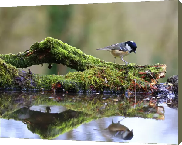 Coal tit (Periparus ater) on mossy log with reflection, England, UK. January