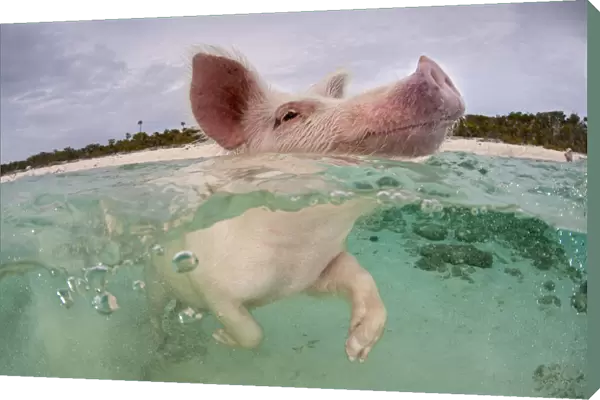 RF- Domestic pig (Sus domestica) swimming in sea. Exuma Cays, Bahamas. Tropical West Atlantic Ocean