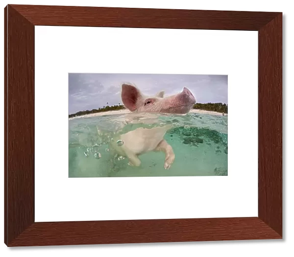 RF- Domestic pig (Sus domestica) swimming in sea. Exuma Cays, Bahamas. Tropical West Atlantic Ocean