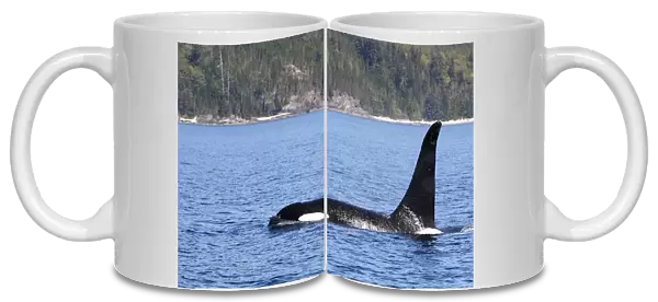 Killer whale (Orcinus orca) at surface, Johnstone strait, British Columbia, Canada
