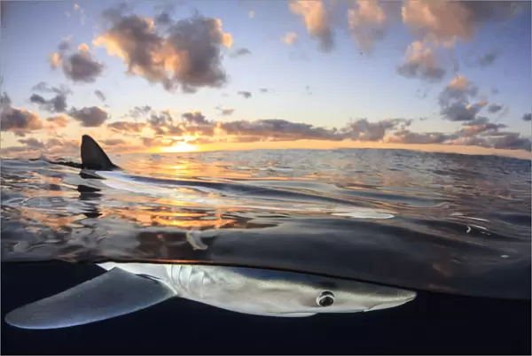 Split level view of Blue shark (Prionace glauca) at surface at sunset, Azores Islands