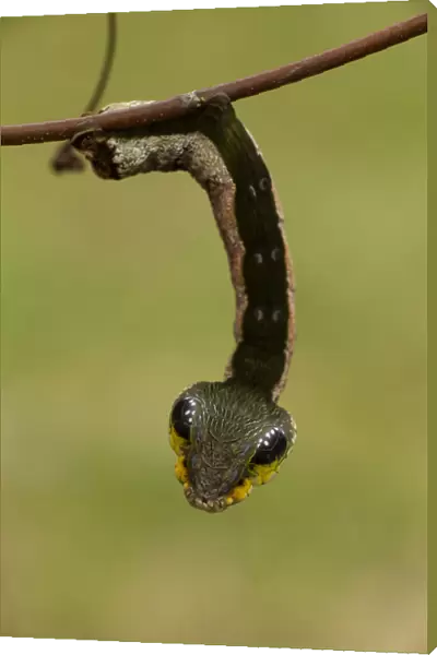 Sphinx hawk moth (Hemeroplanes triptolemus) caterpillar, snake mimic species, Amarakaeri