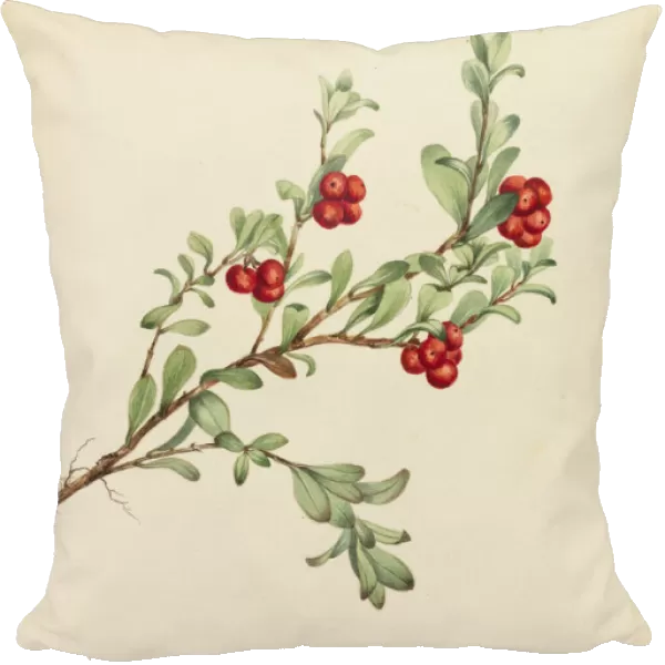 Bearberry (Arctostaphylos uva-ursi), 1916. Creator: Mary Vaux Walcott
