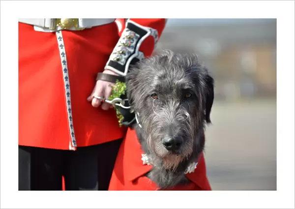 QUIS SEPARABIT? Irish Guards together again for St Patricks Day Parade