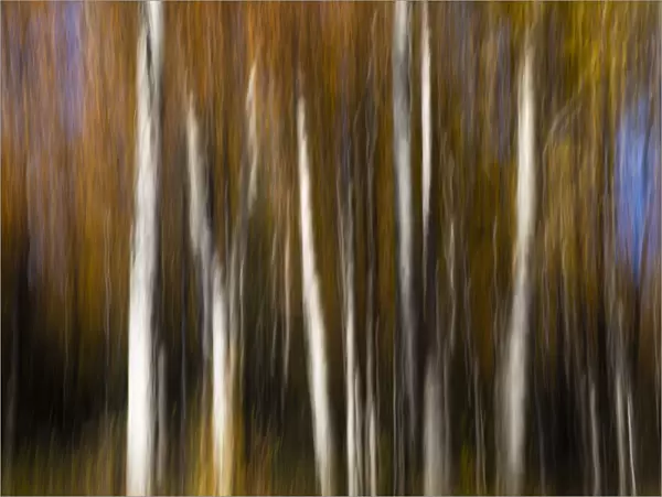 Autumn coloured trees creating abstract art
