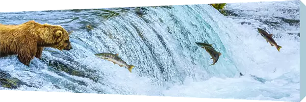 Brown bear, Ursus arctos, fishing for sockeye salmon at Brooks Falls