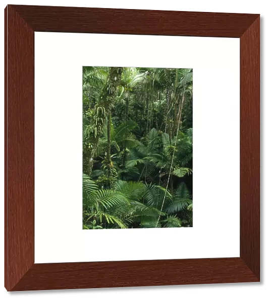 Sierra Palm (Prestoea montana) trees in tropical rainforest, El Yunque National Forest