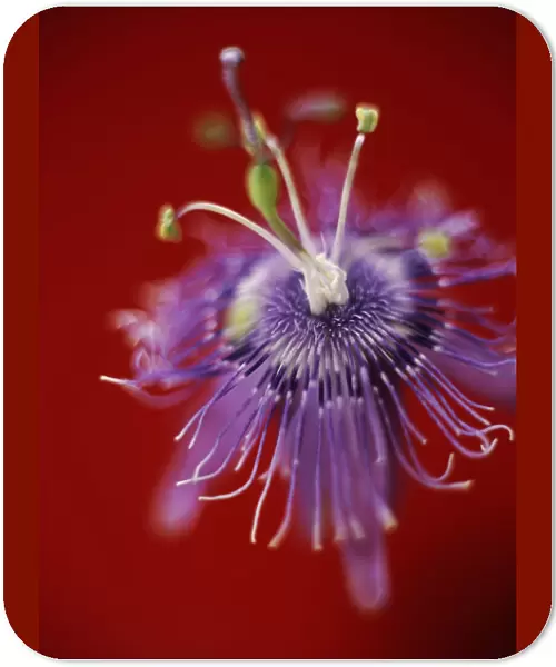 MO_168. Passiflora caeruleoracemosa. Passion flower. Purple subject. Red b / g