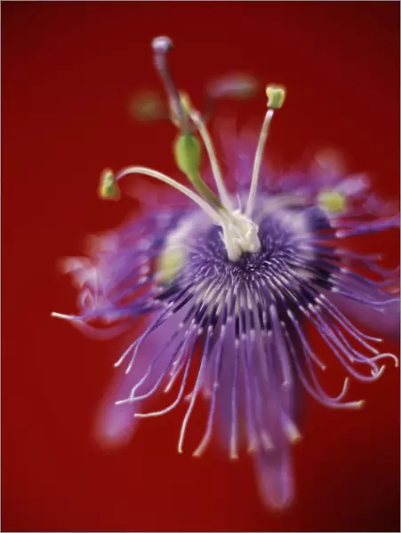 MO_168. Passiflora caeruleoracemosa. Passion flower. Purple subject. Red b / g