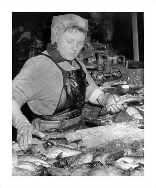 Fisherlass Millie Cardno from Fraserburgh feeds imported herring into a splitting machine