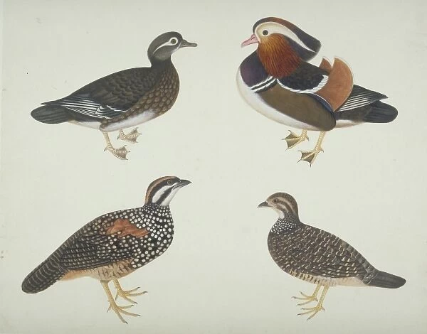 Aix galericulata, Mandarin duck and other birds