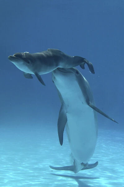 Bottlenose Dolphin - Baby  /  Calf dolphin being