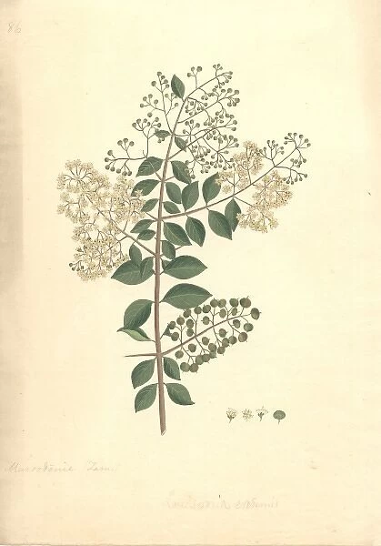 Lawsonia inermis, henna plant
