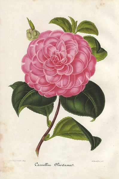 Pink camellia, Olivetana, Thea japonica