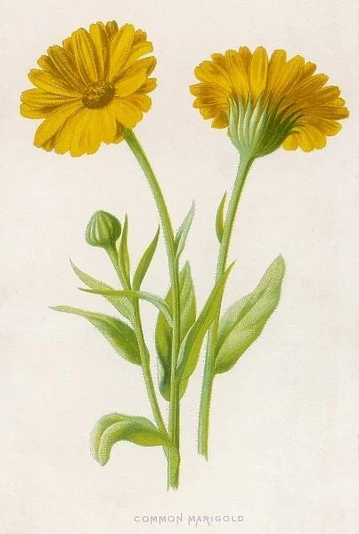 Plants  /  Common Marigold