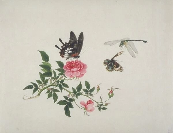 Rose with butterfly and dragonfly