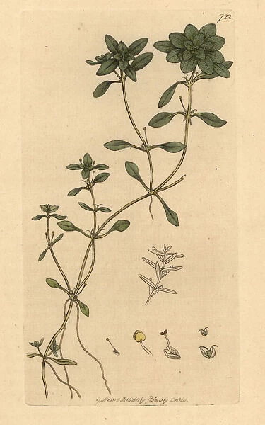 Spiny water starwort, Callitriche palustris