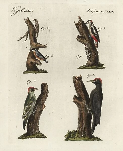 Woodpeckers, treecreeper and nuthatch