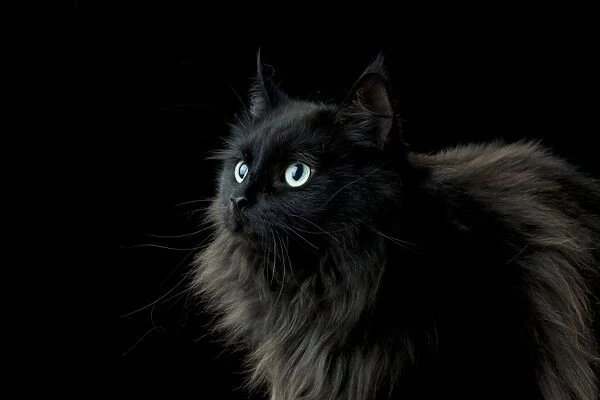 CAT - Black long haired cat