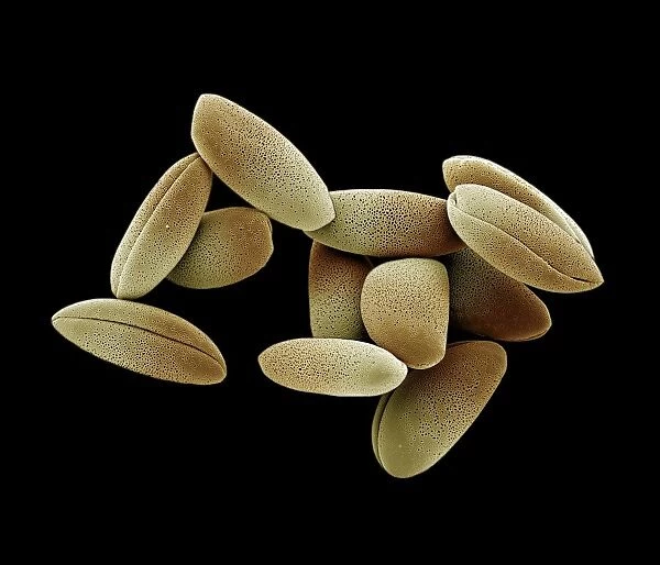 Scanning Electron Micrograph (SEM): Lily Pollen, Magnification x 1, 200 (A4 size: 29. 7 cm width) ￼