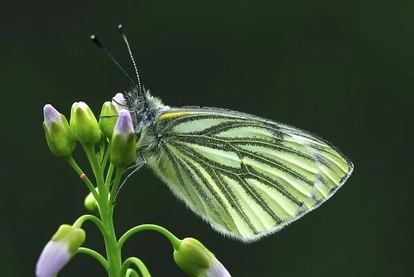 Green-veined butterfly