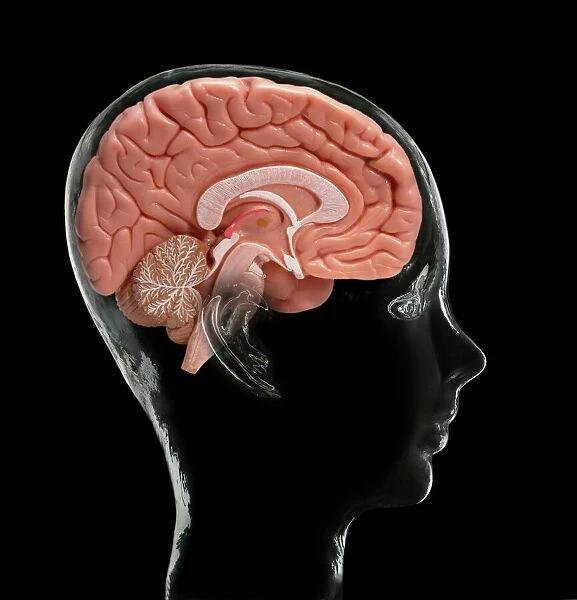 Human brain, model