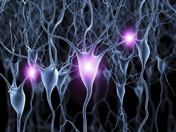 Nerve cells, artwork F007  /  5519