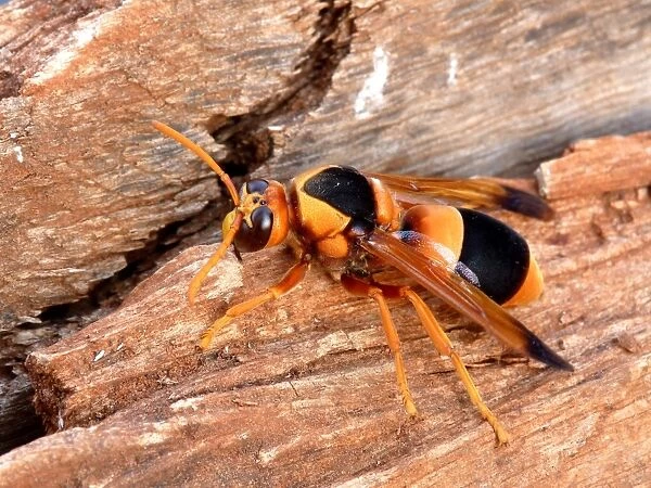 Australian Hornet (Abispa ephippium) adult, resting on dead wood, Northern Territory, Australia, september