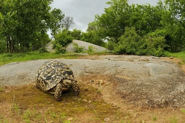 Leopard Tortoise (Stigmochelys pardalis) adult, standing on rock in bush habitat, Ruaha N. P. Tanzania