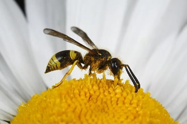 Mason Wasp (Ancistrocerus parietinus) adult male, feeding on Ox-eye Daisy (Leucanthemum vulgare) flower, Powys, Wales