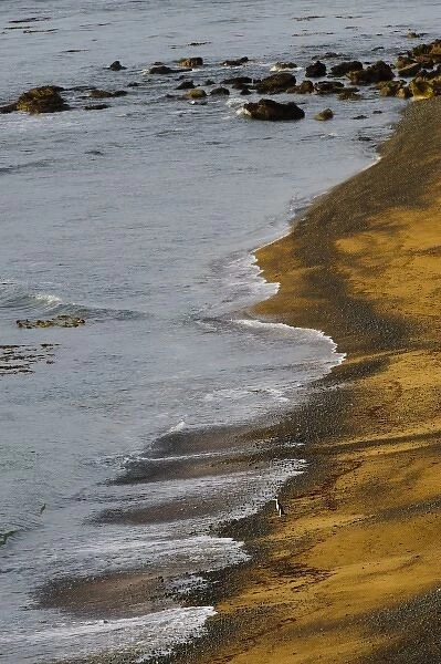 New Zealand, South Island, Otago, Omaru, Bushy Beach Scenic Preserve. Yellow-eyed penguins