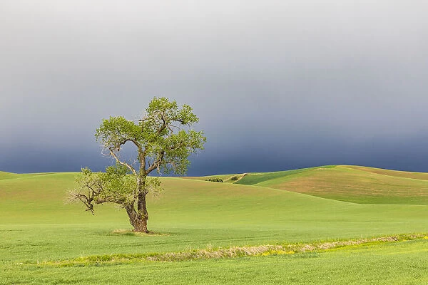 Steptoe, Washington State, USA. Cottonwood tree in wheat field under storm clouds in