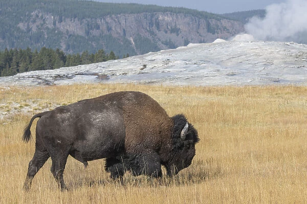 USA, Wyoming, Yellowstone National Park, Upper Geyser Basin