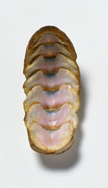 Chiton shell