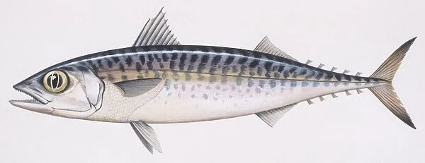 Fishes: Perciformes Scombridae, Chub mackerel (Scomber japonicus), illustration