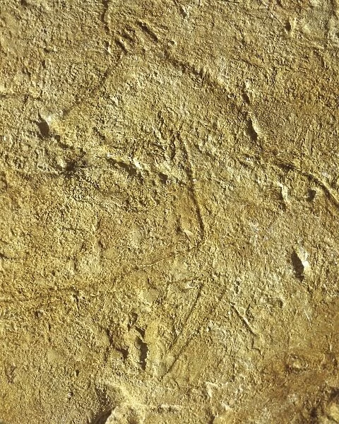 Rock engraving depicting a horse
