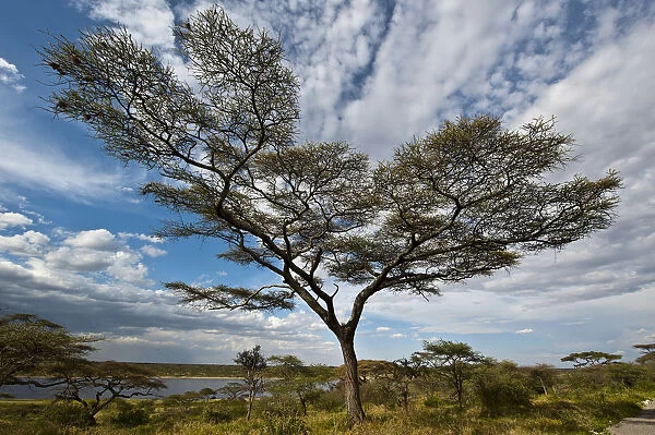 Tree with clouds, Lake Masek, Ndutu area, Tanzania