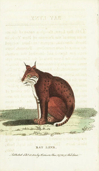 Bobcat or bay lynx, Lynx rufus. Illustration copied from Thomas Pennant. Handcoloured copperplate engraving from ' The Naturalist's Pocket Magazine, ' Harrison, London, 1800