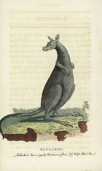 Eastern grey kangaroo, Macropus giganteus. Illustration copied from Thomas Pennant. Handcoloured copperplate engraving from ' The Naturalist's Pocket Magazine, ' Harrison, London, 1799