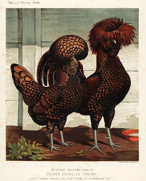 Golden spangled Polish cock and hen, 1890 (chromolithograph)